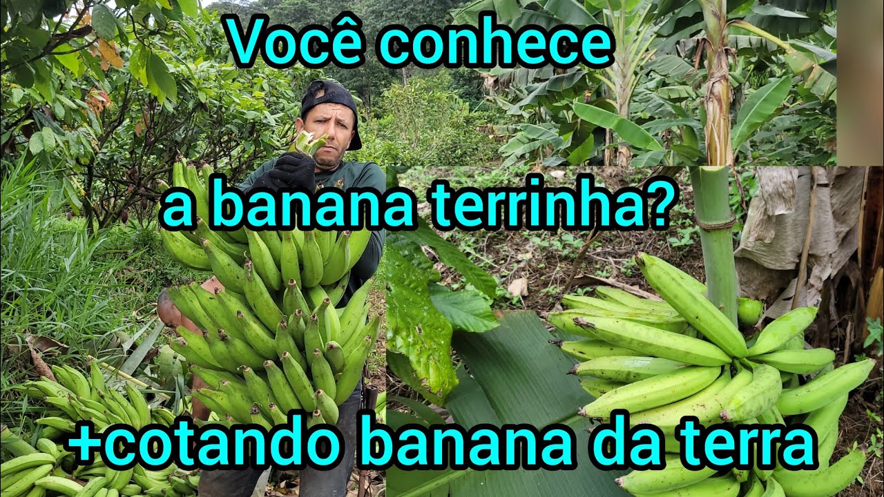 cortando o primeiro cacho de banana terrinha, no plantio novo#roça #agro#agricultura familiar.