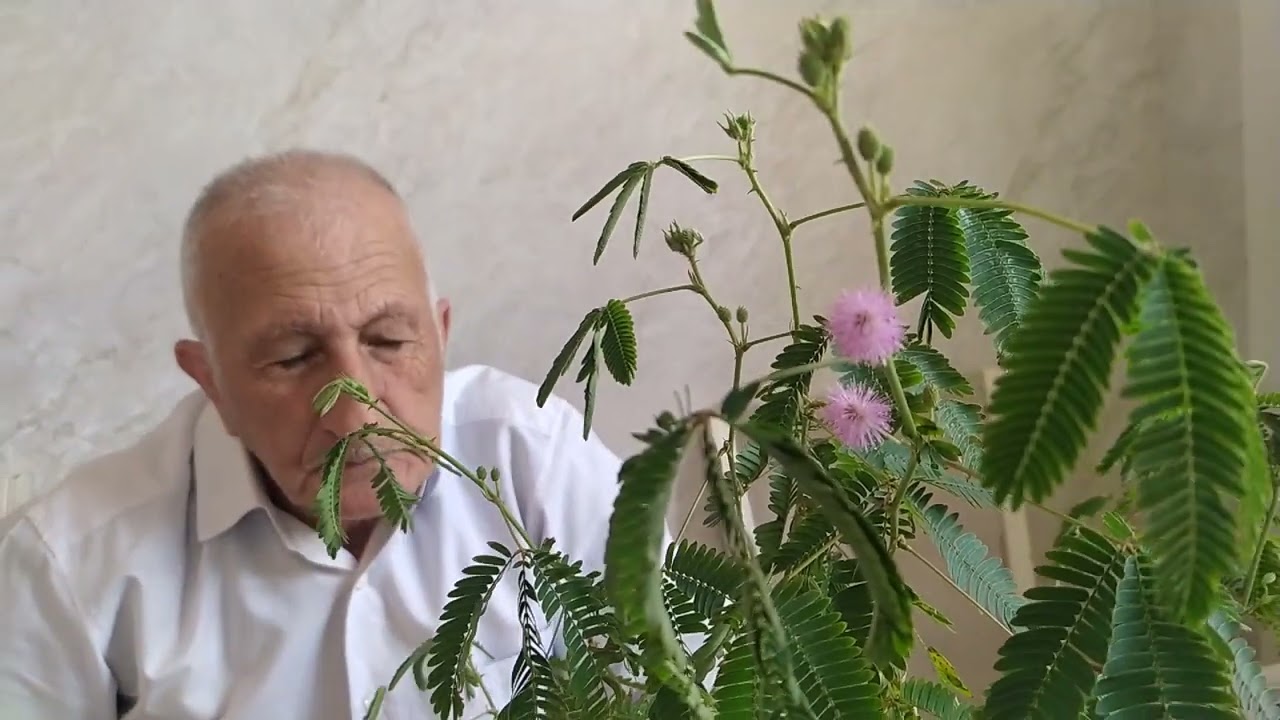 KÜSDÜM GÜLÜ(MİMOZA).