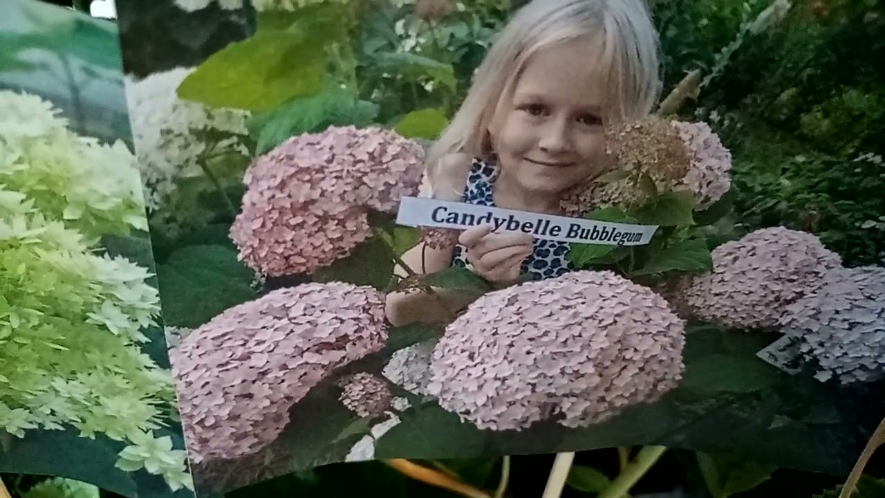 Выставка в Новороссийске, ТЦ Бон Пассаж. 20-21 сентября. Часть 1.