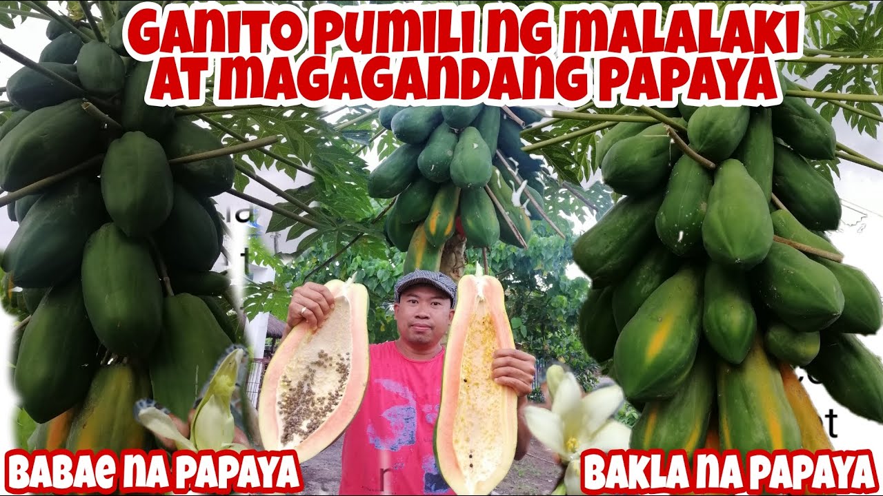 Paano malaman kung BAKLA, BABAE o LALAKI ang Papaya?