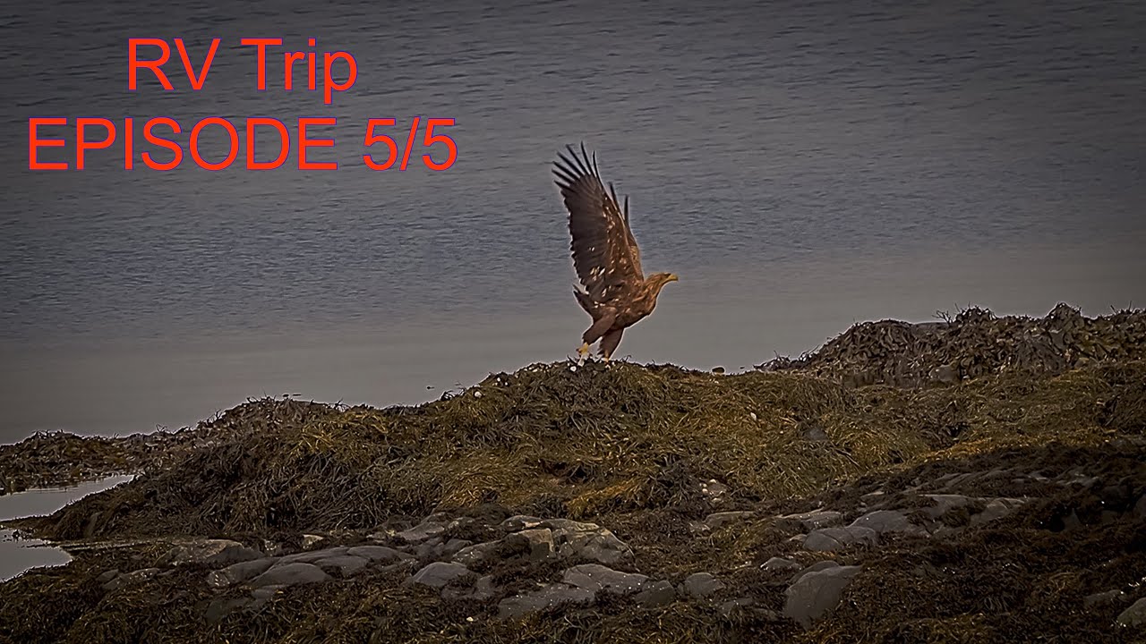 Fishing Eagle