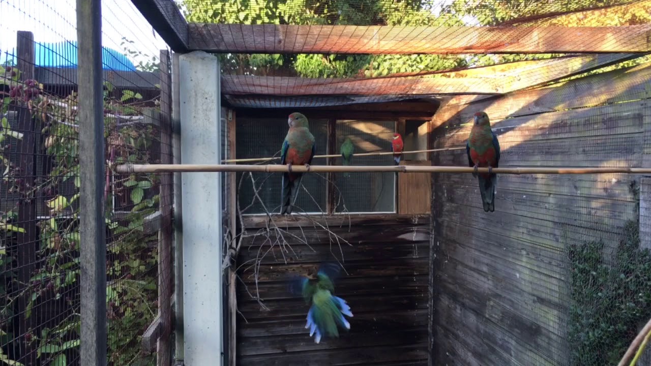 Young Western Rosellas (2018)