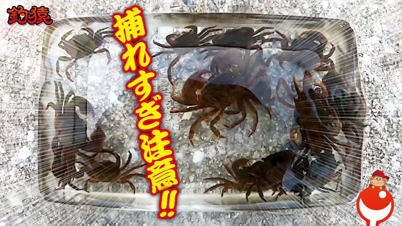 釣り餌確保！超簡単！200円で誰でも出来るカニ捕り罠！チヌにどうぞ！
