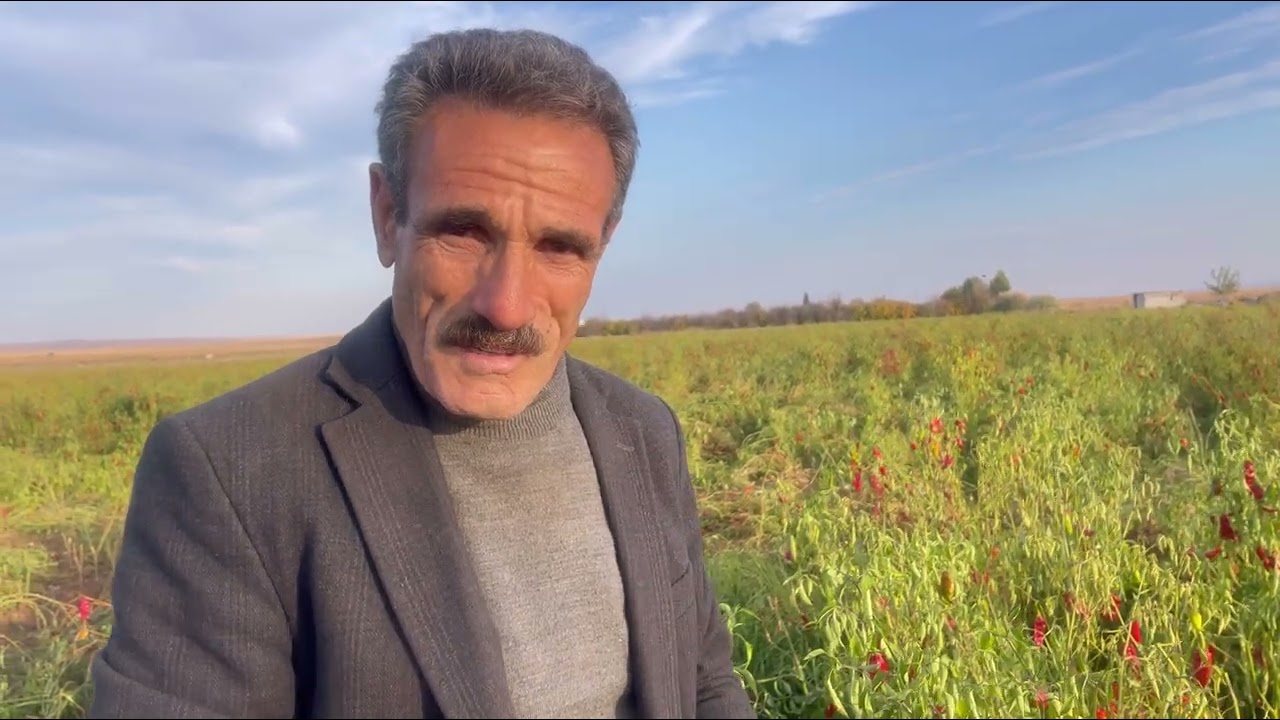 Para etmeyen ürünler çiftçinin elinde kaldı. Urfa Suruç