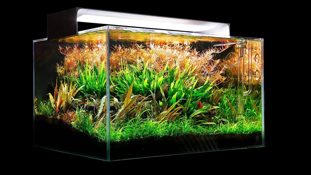 Aquascaper 600  - BIG NEWS!!
