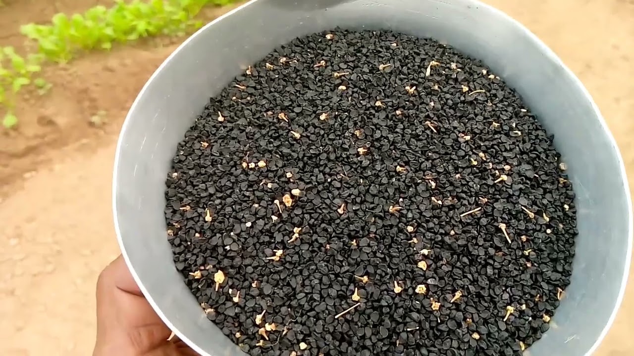 Pyaz ki paneeri lagane ka tarika/ Grow onion nursery A to Z method/پیازکی پنیری کیسے کاشت کی جاۓ