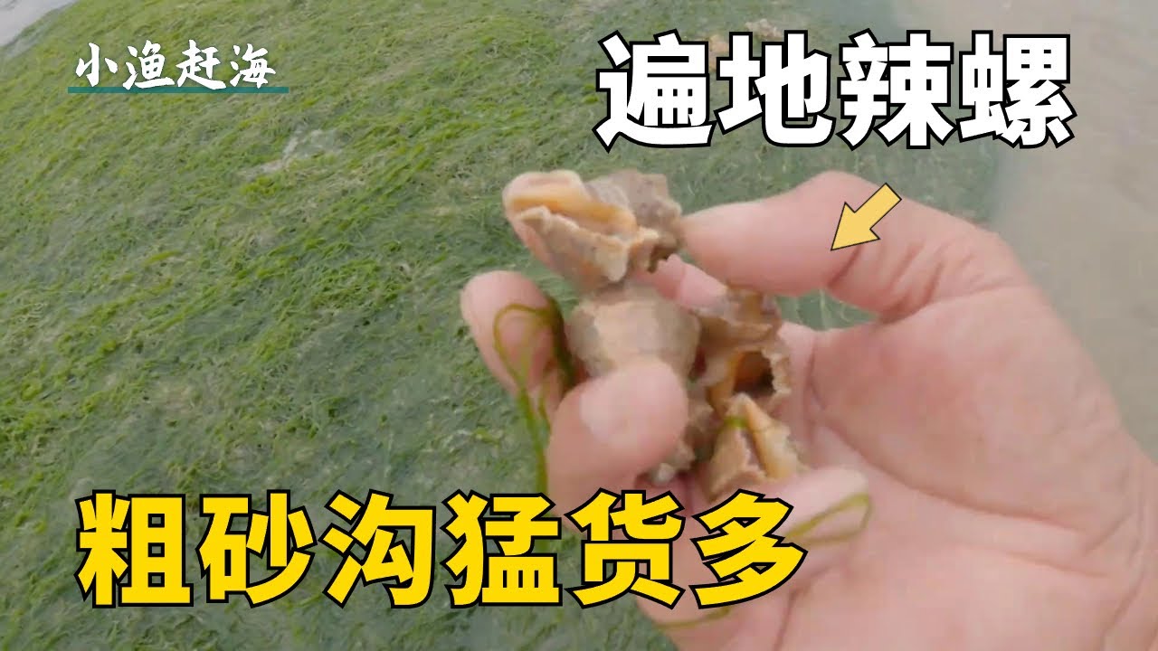 6級北風過後的大干潮，阿富趕海闖入粗砂溝，遍地辣螺撿到手軟！ 【小漁趕海v】