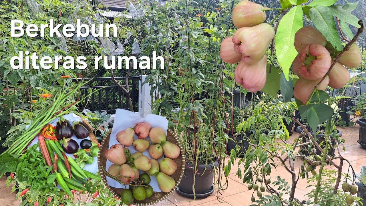 Manfaatkan teras rumah untuk berkebun bisa panen buah dan sayur gratis, berkebun secara alami 