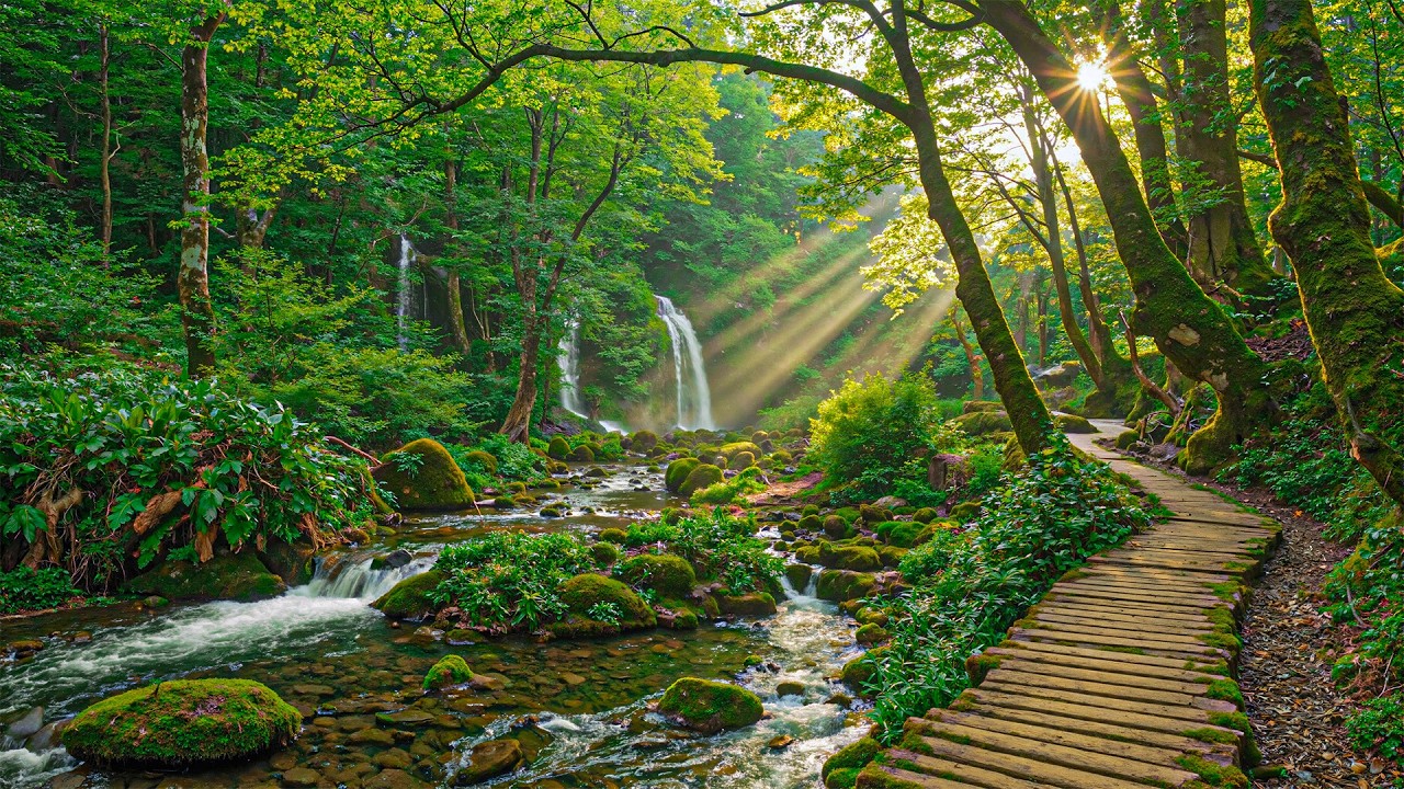 Музыкальная терапия 🌿 Восстановите свою нервную систему, перестаньте слишком много думать