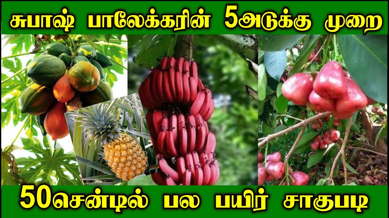 பல பயிர் அடுக்கு சாகுபடி | Multi Layer Farming | ஜீரோ பட்ஜெட் 5 அடுக்கு விவசாயம் | Subhash Palekar