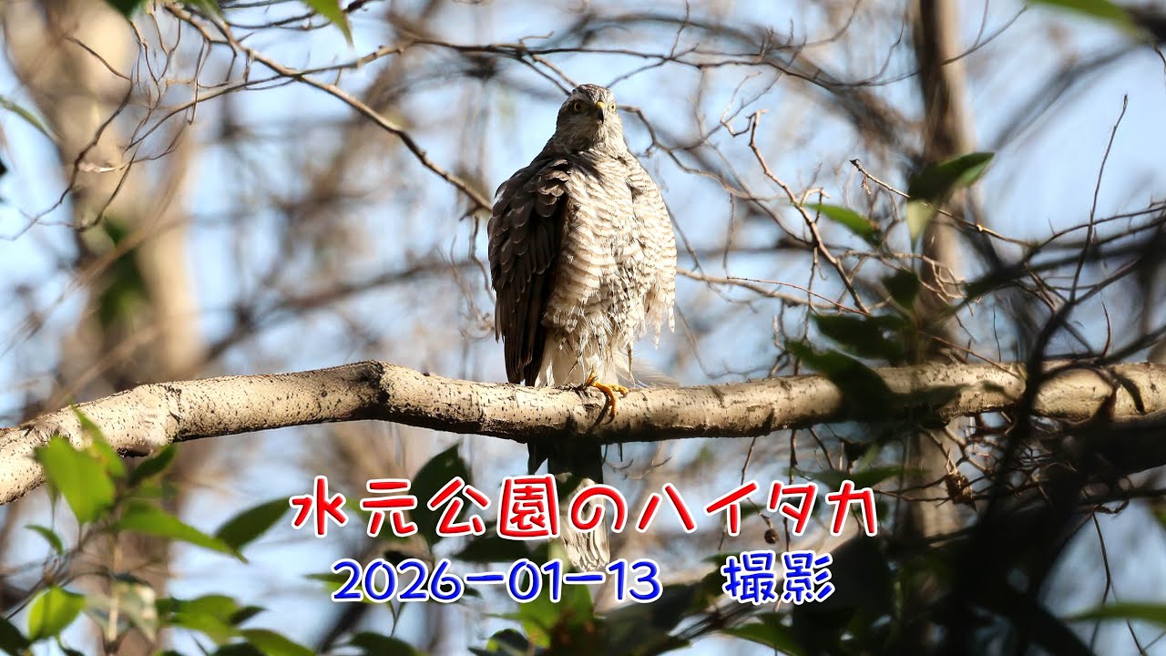 水元公園のハイタカ2026 01 13撮影