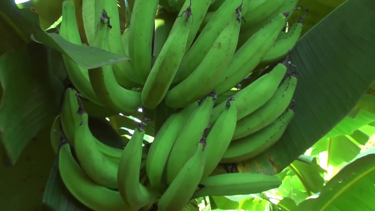 Banana da terra