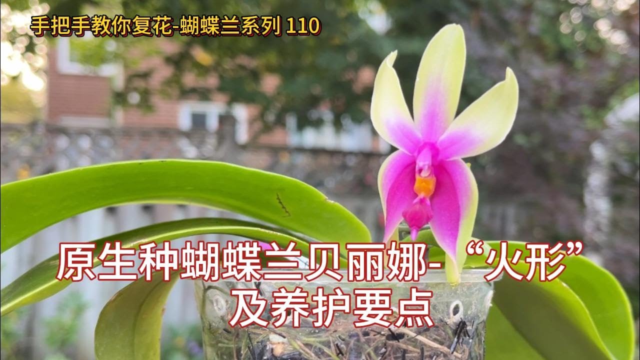 手把手教你复花-蝴蝶兰 110 原生种蝴蝶兰贝丽娜-“火形”及养护要点  Phalaenopsis bellina 'Fire'