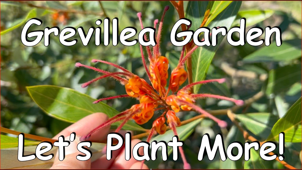 Grevillea garden Update Spring 2025