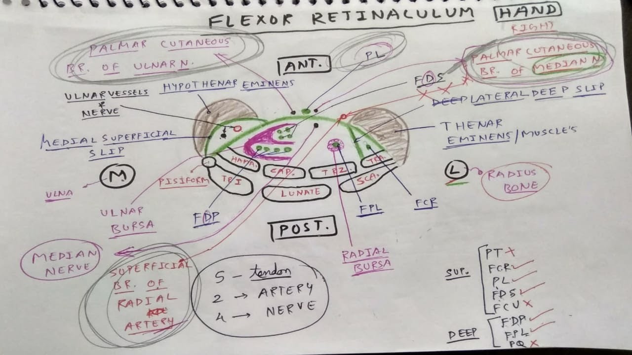 Flexor Retinaculum of Hand | TCML Charts | The Charsi of Medical Literature