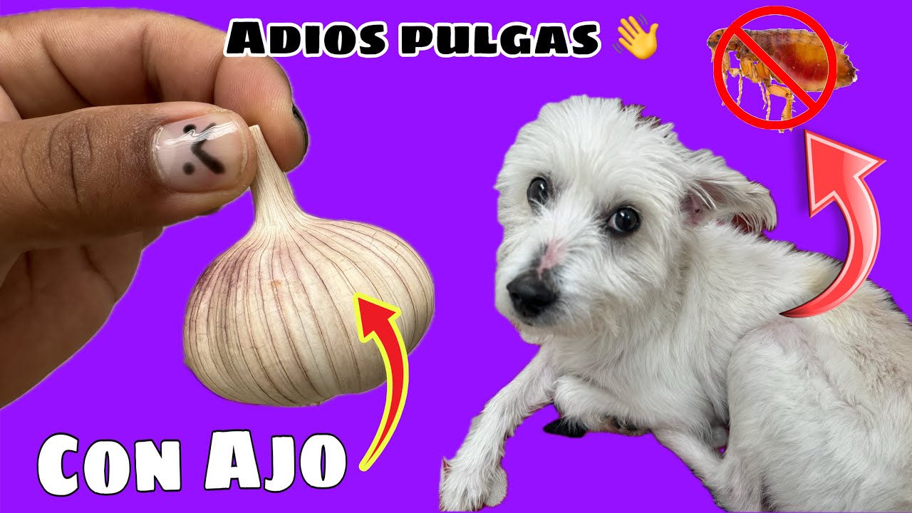 El Mejor Remedio Contra PULGAS y GARRAPATAS