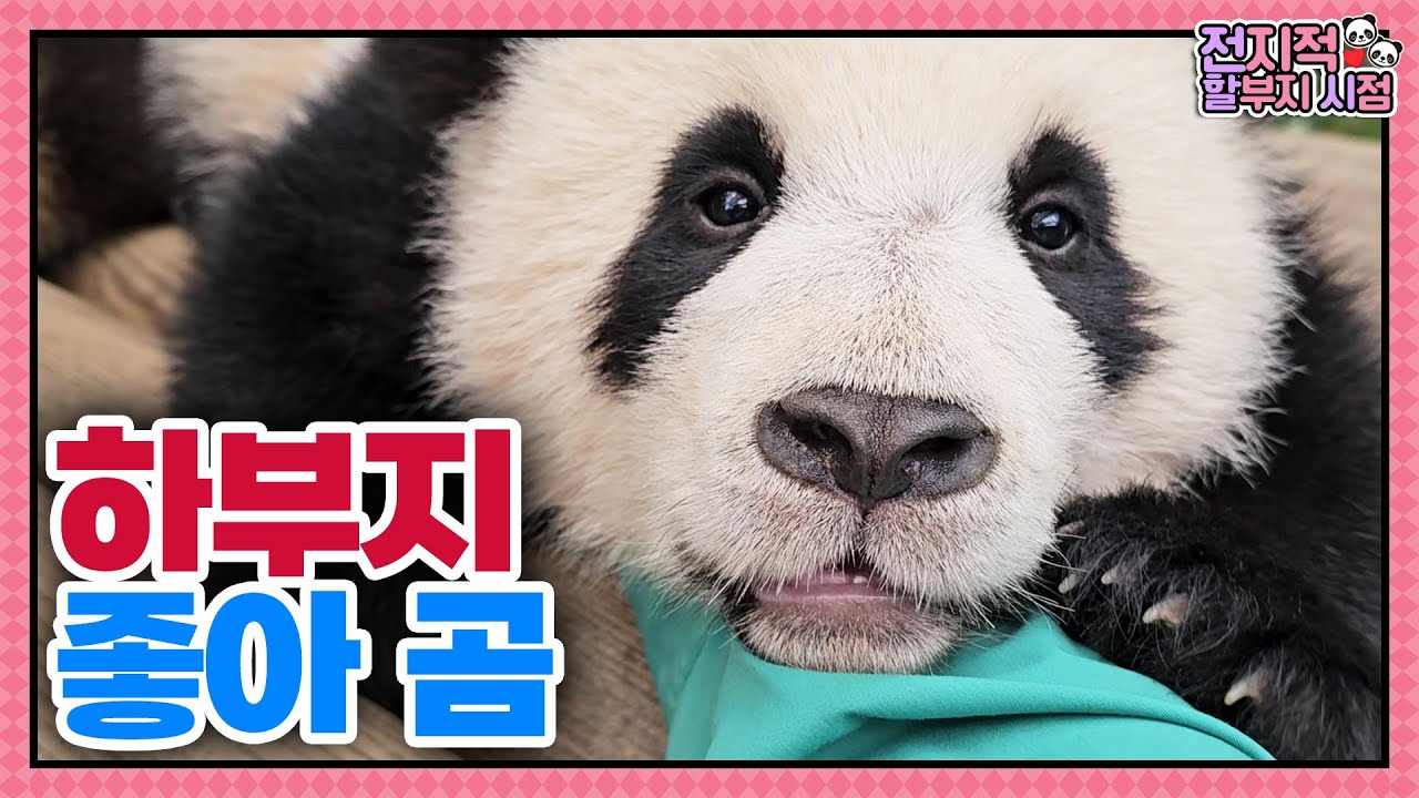 (SUB) Малыши панды так любят руку смотрителя зоопарка🐼│Мир панд