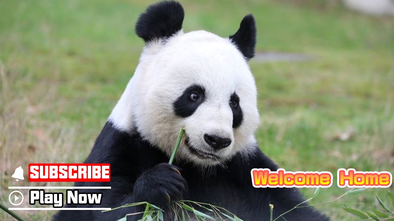 Panda Yang Guang And Tian Tian Are About To Return To China | iPanda