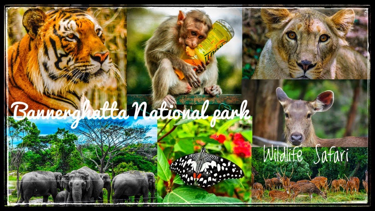 Bannerghatta National Park Bengaluru | SAFARI + BUTTERFLY PARK + ZOO | Leopard came close to our bus