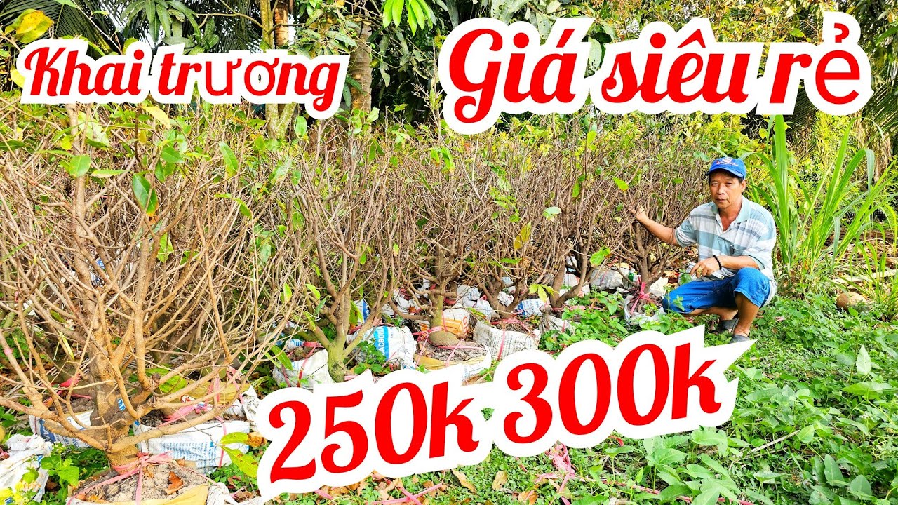 A Tha 📲 O9I625IIO8 khai trương giá chỉ 250k 300k mai giảo Thủ Đức 24/2 Bến Tre (#Maivàng Quê Dừa)