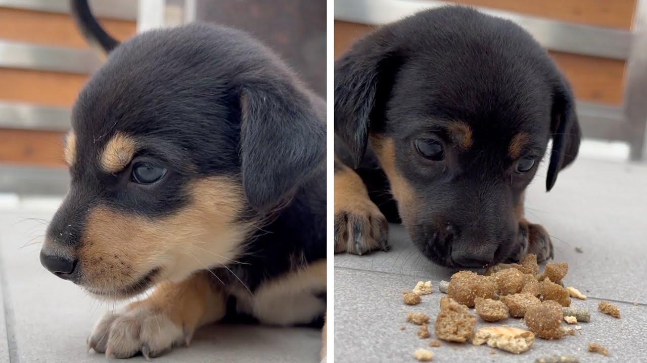 36-Day-Old Puppies Gobble Up Their Meal  🐶 So Hungry, So Cute!🐾 🥰 #doglovers #puppies #cutepuppies
