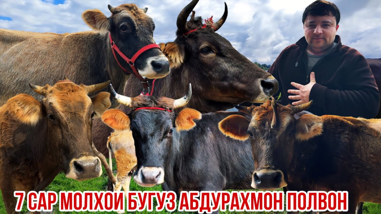 Нархои Рамазони Абдурахмон полвон арзон успет кунед 13 февраля 2026 г.