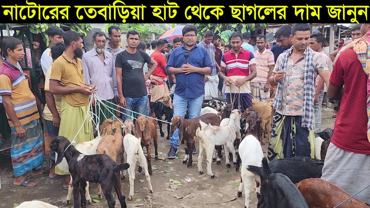 নাটোরের বিখ্যাত তেবাড়িয়া হাট থেকে উন্নত জাতের ছাগলের বাচ্চার দাম জানুন goat price