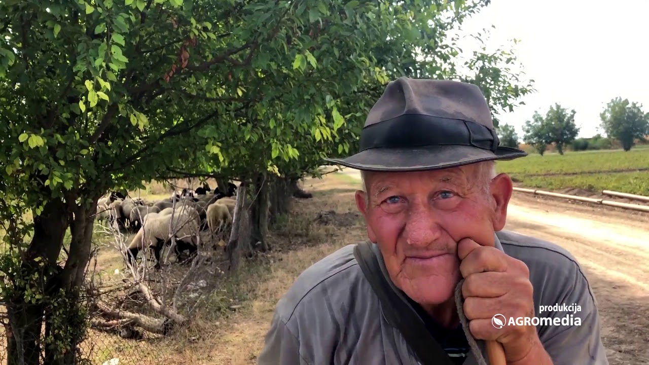 Cigaje gaji oduvek, drugu ovcu ne bi čuvao ni za džabe