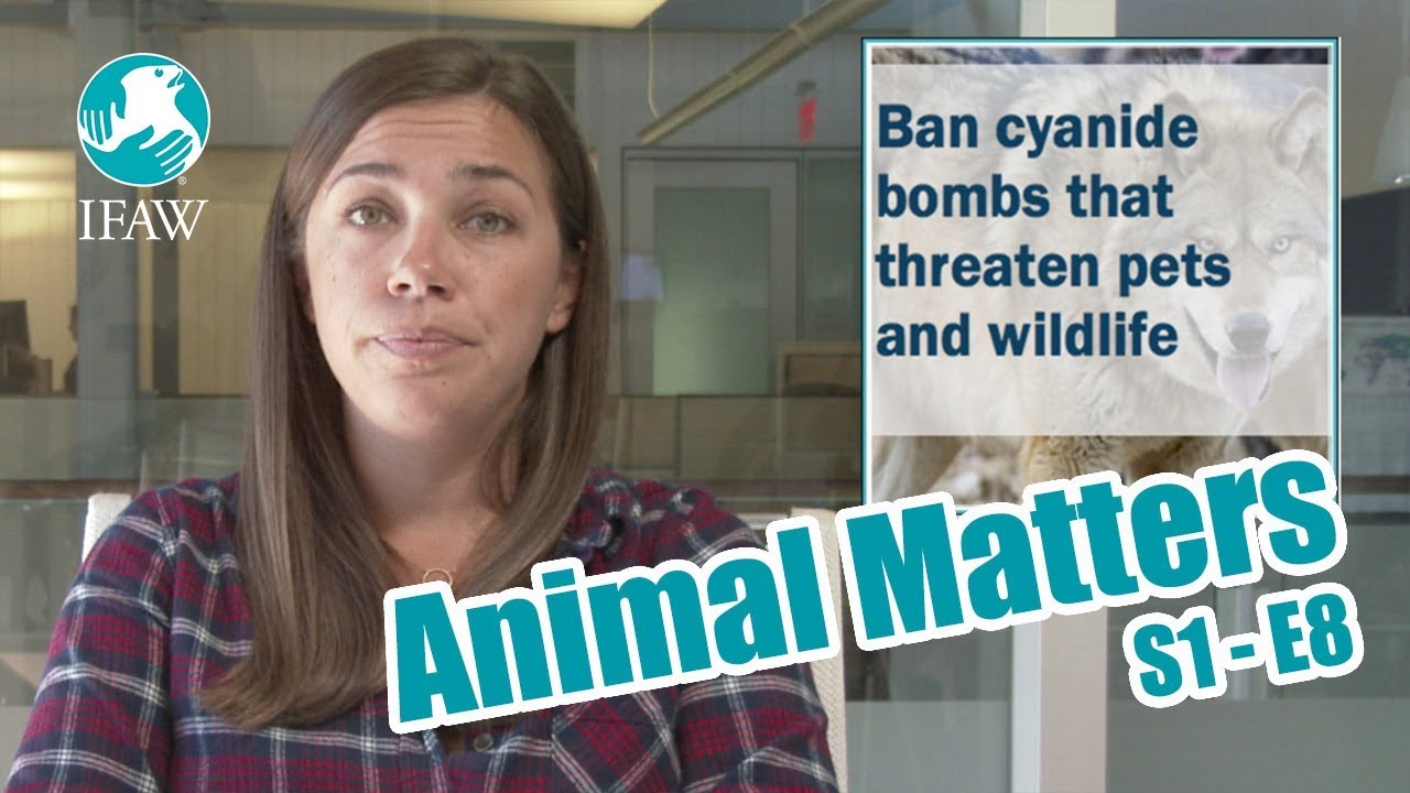 IFAW's Animal Matters