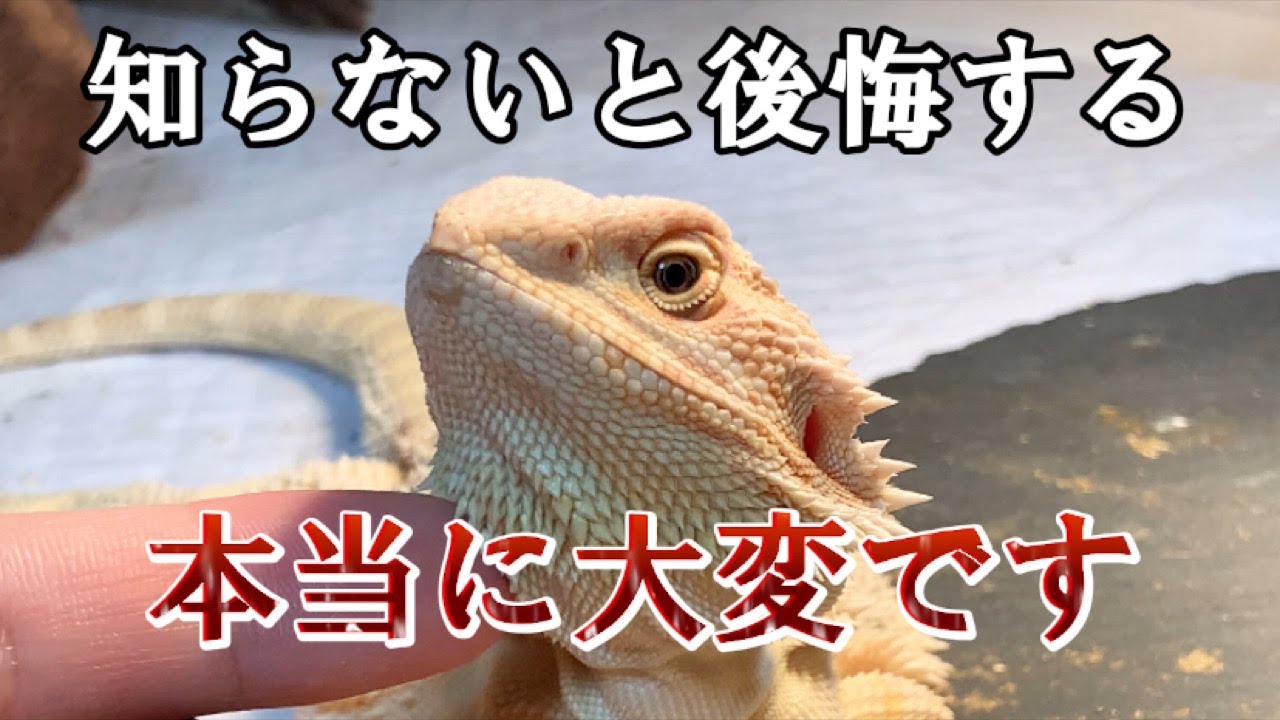 【ショップ店員が教える】フトアゴを飼うと後悔する事4選。