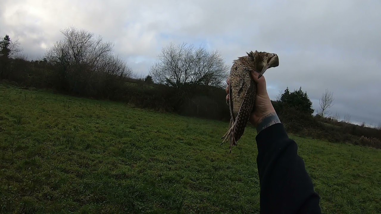 Rough Shooting Mallard & Woodcock