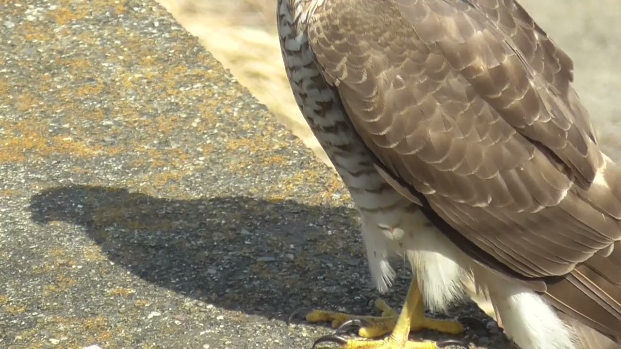 【ハイタカ】ハイタカ迫力ありますが下半身だけで残念