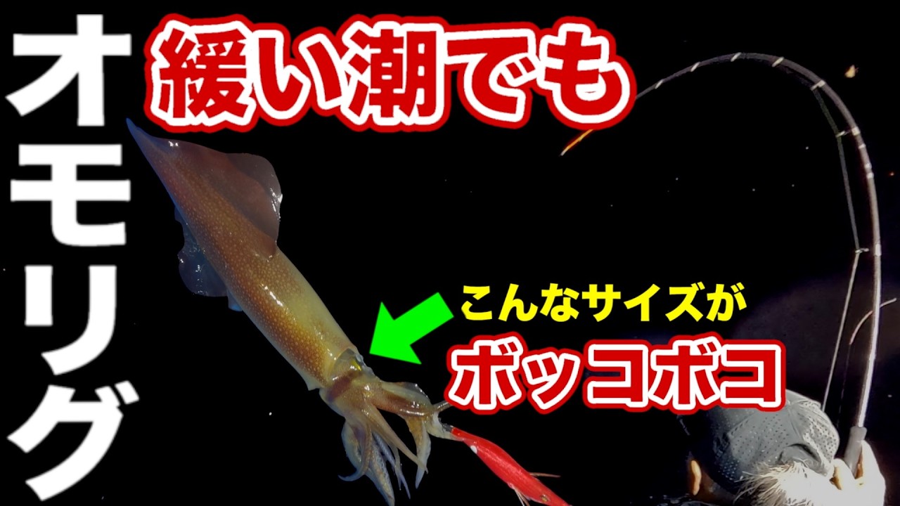 越前エリアもオモリグで攻略！浅場で大型連発