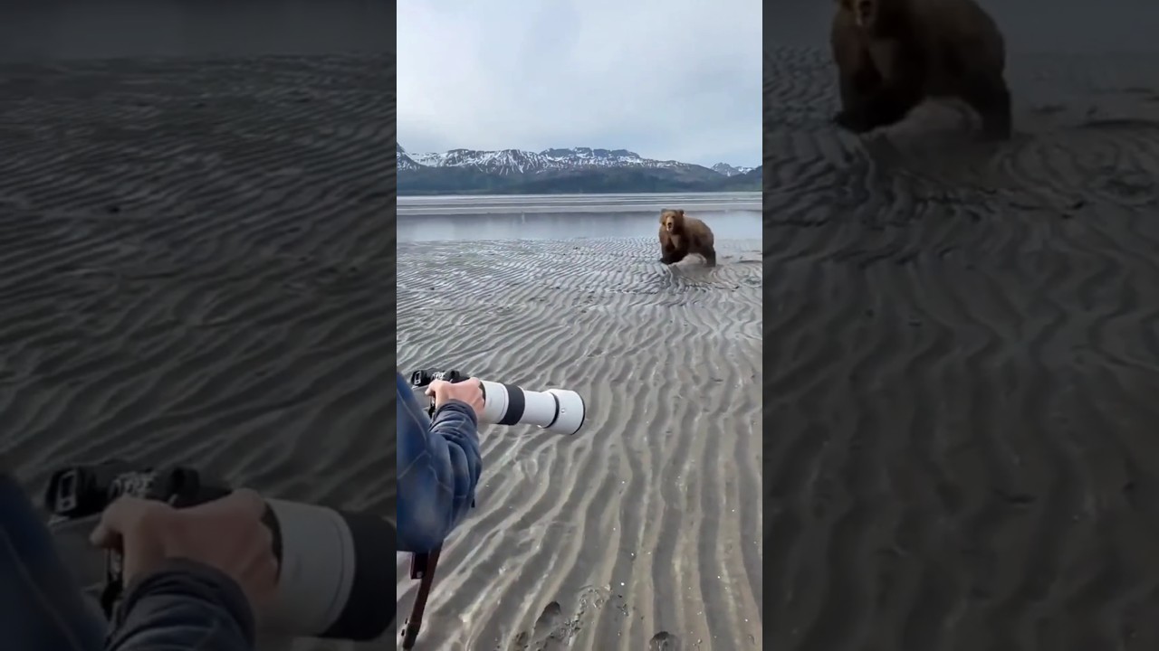 This Bear Runs Fast #bear