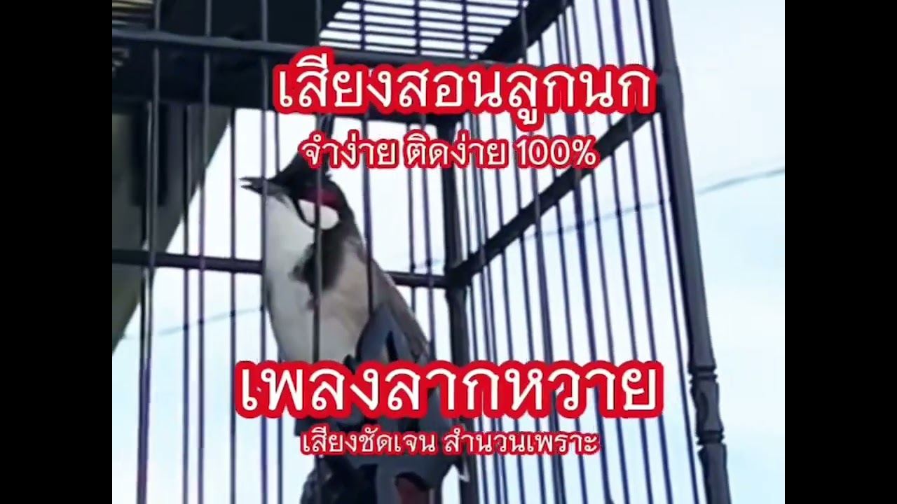 เสียงสอนลูกนก เพลงลากหวาย จำง่ายติดง่าย100เปอร์เซนต์ #chaomao #นกครูอาชีพ