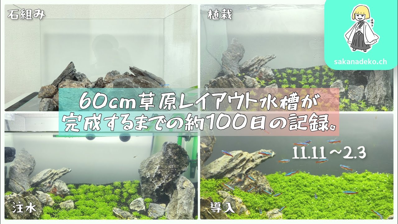 【総集編】60cm草原レイアウト水槽が完成するまでの約100日の記録。