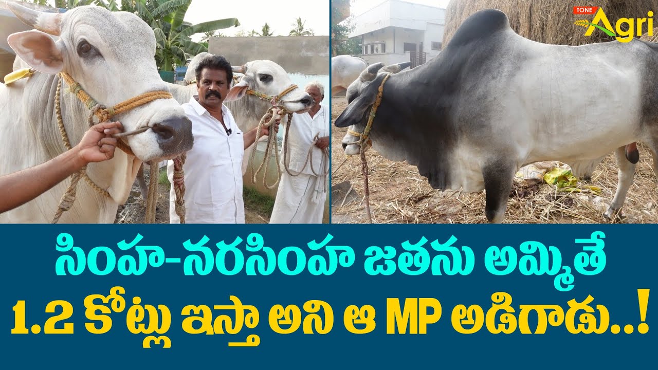 RK Bulls | Simha-Narasimha Pair | సింహ-నరసింహ జతను అమ్మితే 1.2కోట్లు ఇస్తా అని MP అడిగాడు  Tone Agri