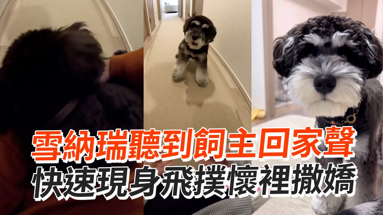 雪納瑞聽到飼主回家聲　快速現身飛撲懷裡撒嬌｜#寵物雲