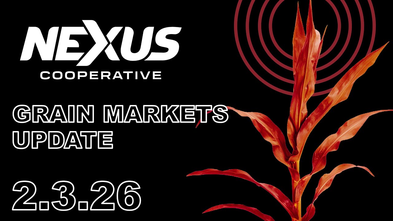 Nexus Grain Update - February 3, 2026