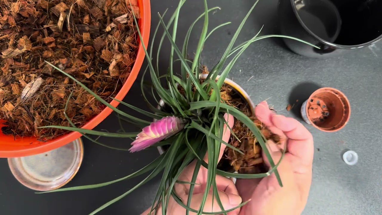 Repotting “tillandsia cyanea plant”