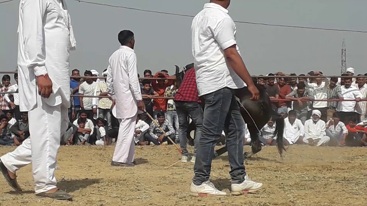 Hellu Bhati