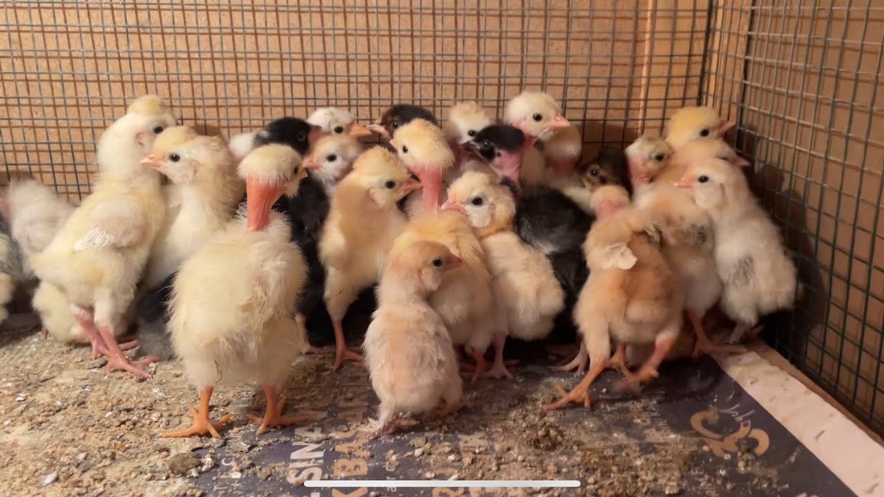 18.GÜN KULUÇKA MAKİNASI DÖL KONTROLÜ- YUMURTALARI ÇIKIMA ALDIM #animals #civciv  #kuluçkamakinesi 