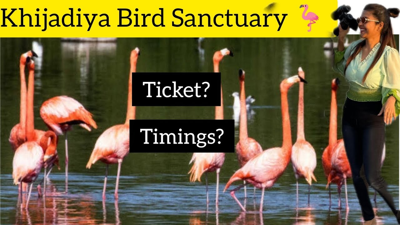 Khijadiya Bird Sanctuary 🦩 l Bird Sanctuary Vlog l  Flamingo 🦩