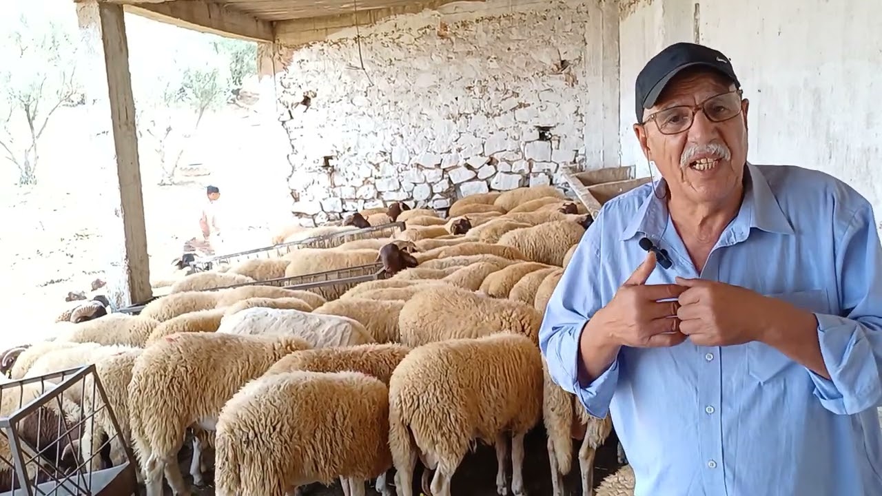 تعرف على سلالة تمحضيضت وراي الكساب في عيد الاضحى
