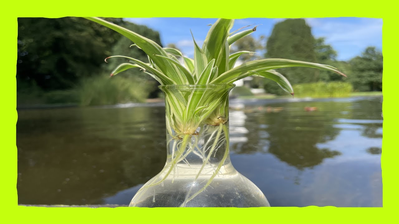 Graslelie stekken op water, Spiderplant propagation on water