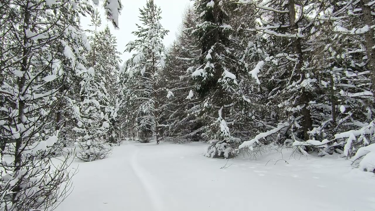 Snowy Forest. pt.19 January 2026