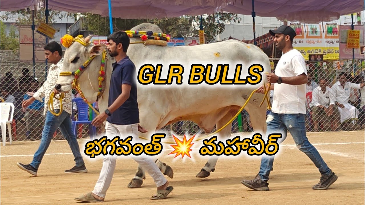 రెంటచింతల సబ్ జూనియర్స్ 5వ.GLR BULLS గరికపాటి లక్ష్మయ్య చౌదరి గారు పెదగొట్టిపాడు గ్రామం