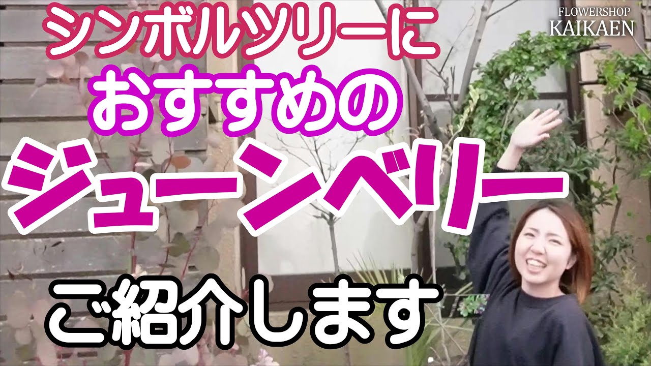 ジューンベリー　社長オススメ　シンボルツリー　大きくなります　甘くて美味しい　実【おうちでガーデニング】開花園チャンネル