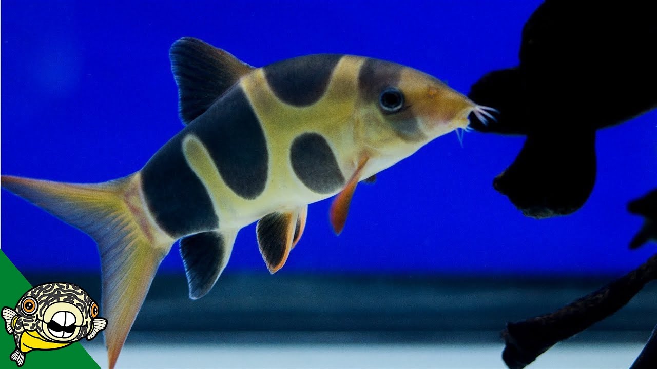 Clown Loach Care Guide - Aquarium Co-Op
