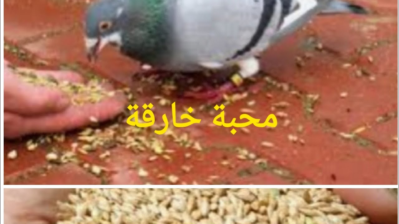 محبة القمح والحمام محبة قوية يولي حنين فيك محنة لا توصف ويبغيك طول الحياة جربوها وردو عليا لخبار 😘🌹✍